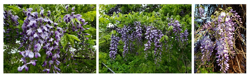 非加熱国産生はちみつ 厳選 信貴春山のやまふじ蜂蜜 300g 採れたてをそのまま瓶詰め 数量限定 非加熱国産生はちみつ 厳選 信貴春山のやまふじ蜂蜜 300g 採れたてをそのまま瓶詰め 数量限定